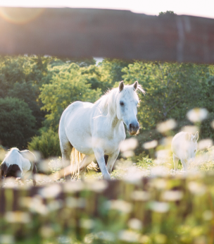 Basiscursus Aromatherapie Academie Paard en Hond