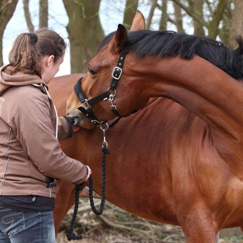 Academie Paard Hond 800x800 4