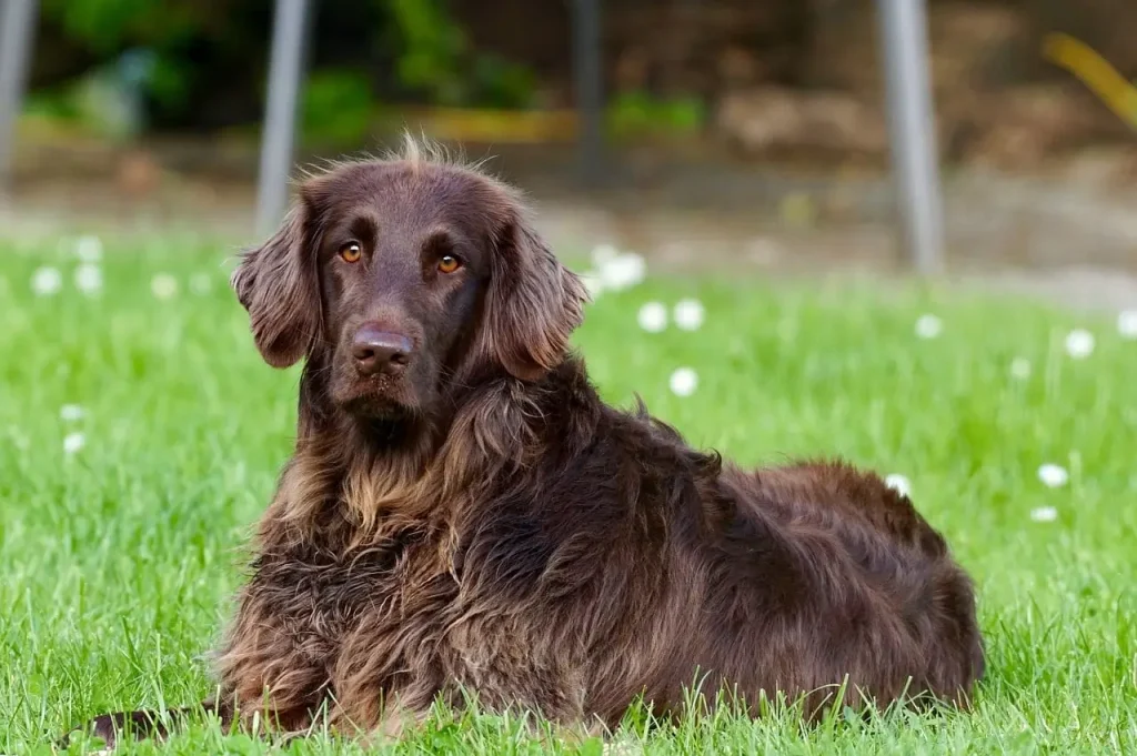 Academie Paard Hond Hondencursussen