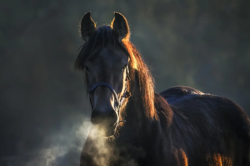 Academie Paard Hond Paard 1