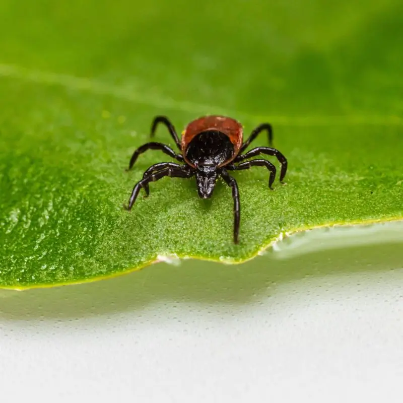 Cursus Vlooien en teken natuurlijk verdreven