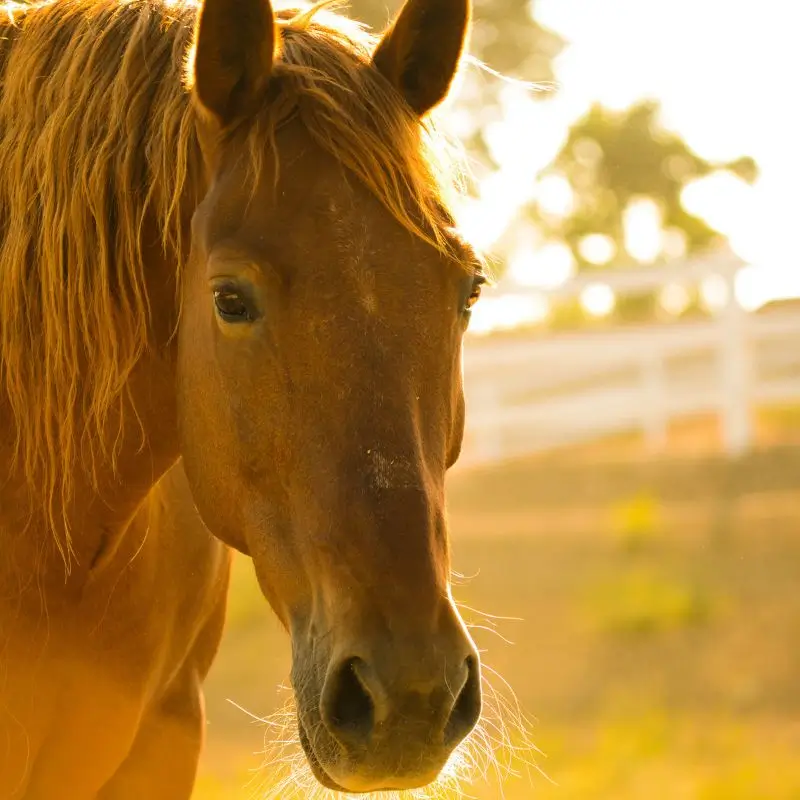 EMM Het hormoonsysteem van een paard