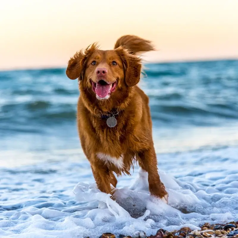 Paard en Hond Natuurgeneeskundig Hondentherapeut