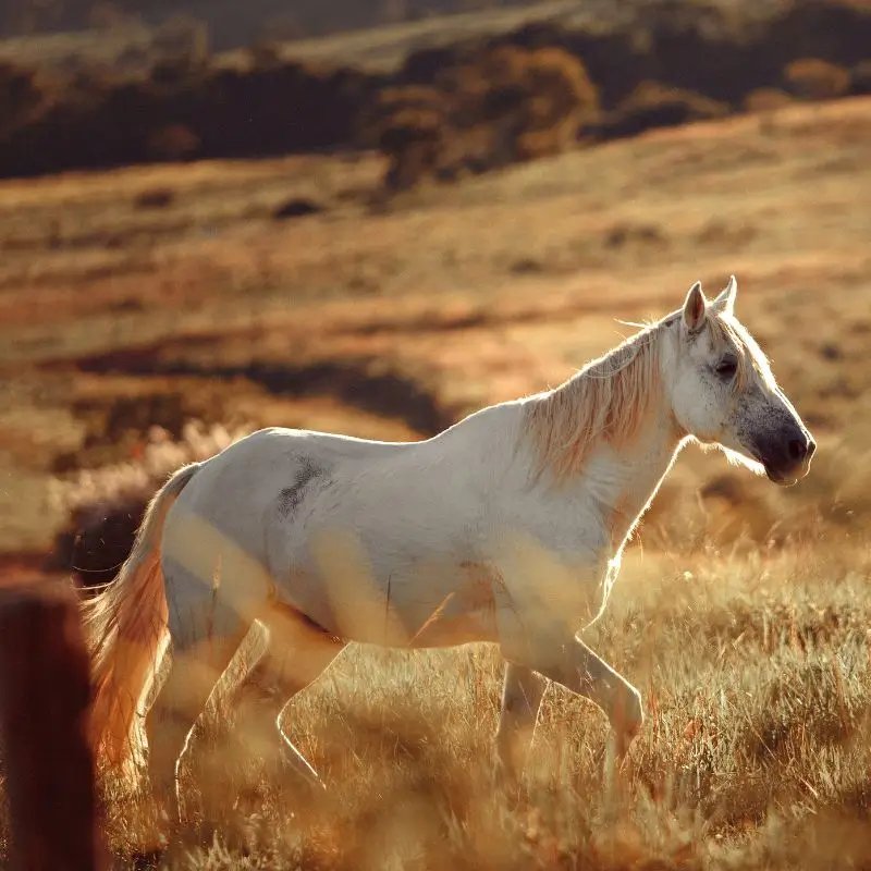 Paard en Hond Natuurgeneeskundig Paardentherapeut