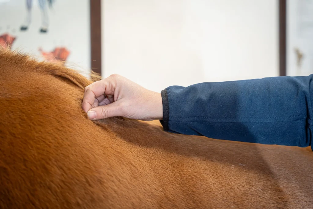 Myofascial Equine Therapists