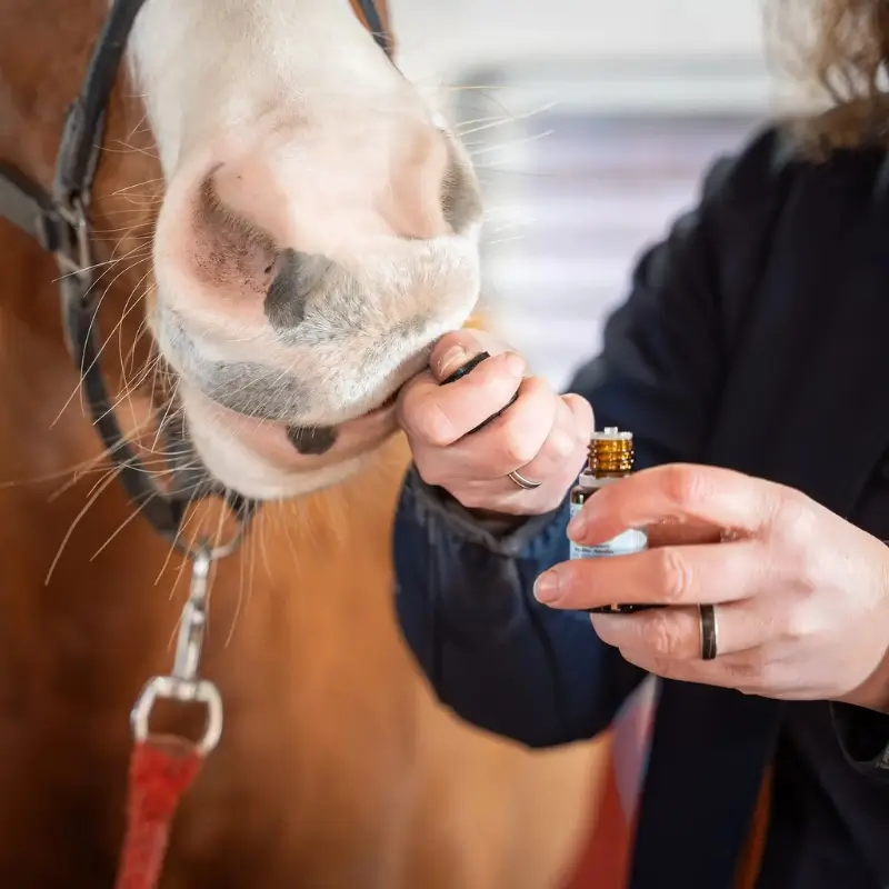 Paard en Hond Aromatherapie Paarden