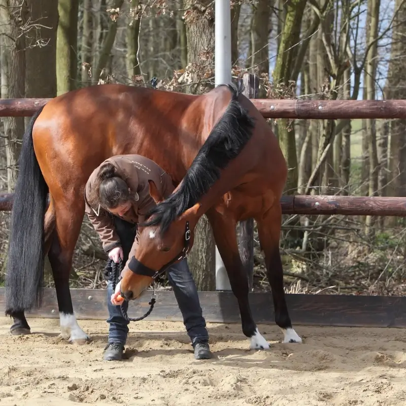 Paard en Hond Cursus Stretchen en Souplesse 1