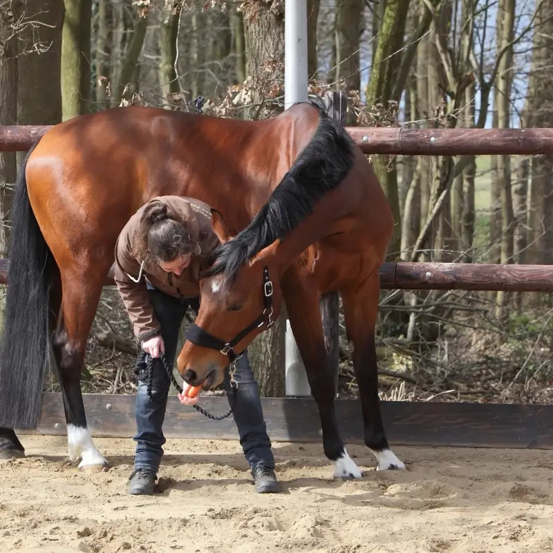 Paard en Hond Cursus Stretchen en Souplesse 2