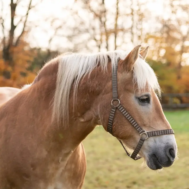 Paard en Hond MM Het hormoonsysteem van een paard essentieel voor balans 1