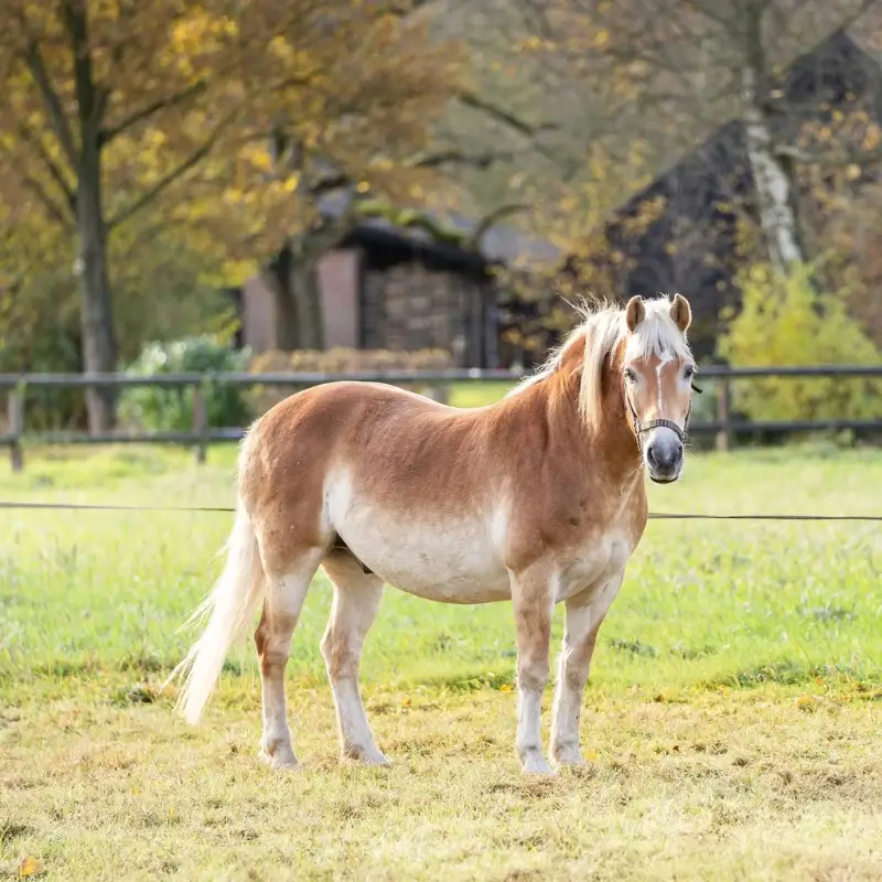 Paard en Hond MM Natuurlijke behandeling van Lyme bij dieren 2