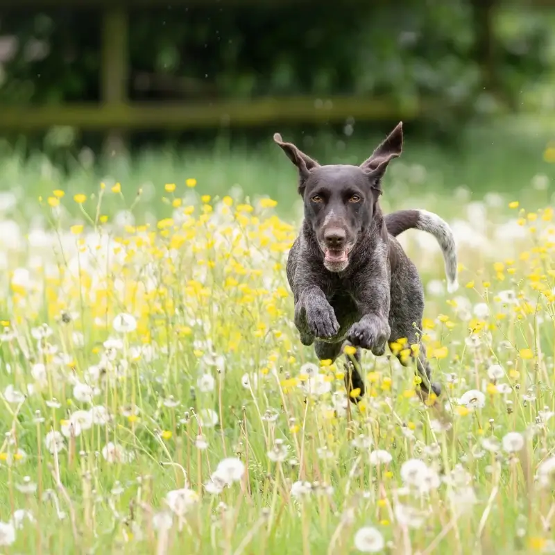 Paard en Hond Natuurgeneeskundig Hondentherapeut 3