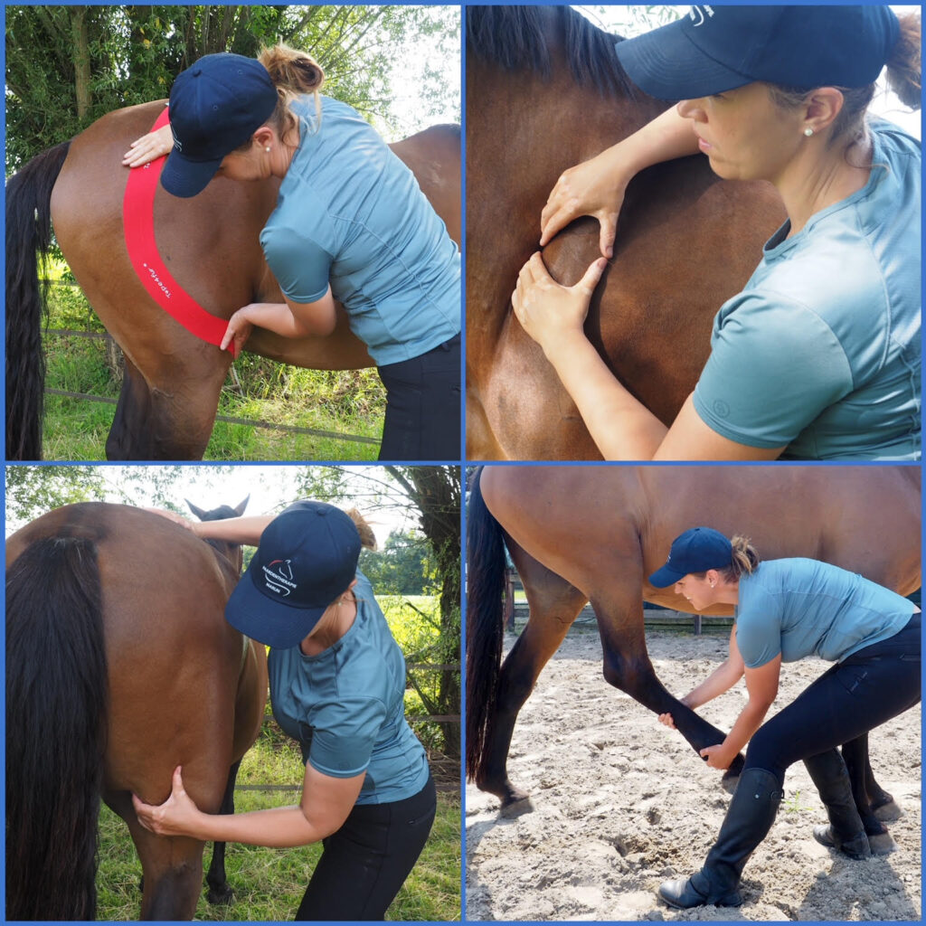 Myofascial Equine Therapist 1 marijn hilferink foto
