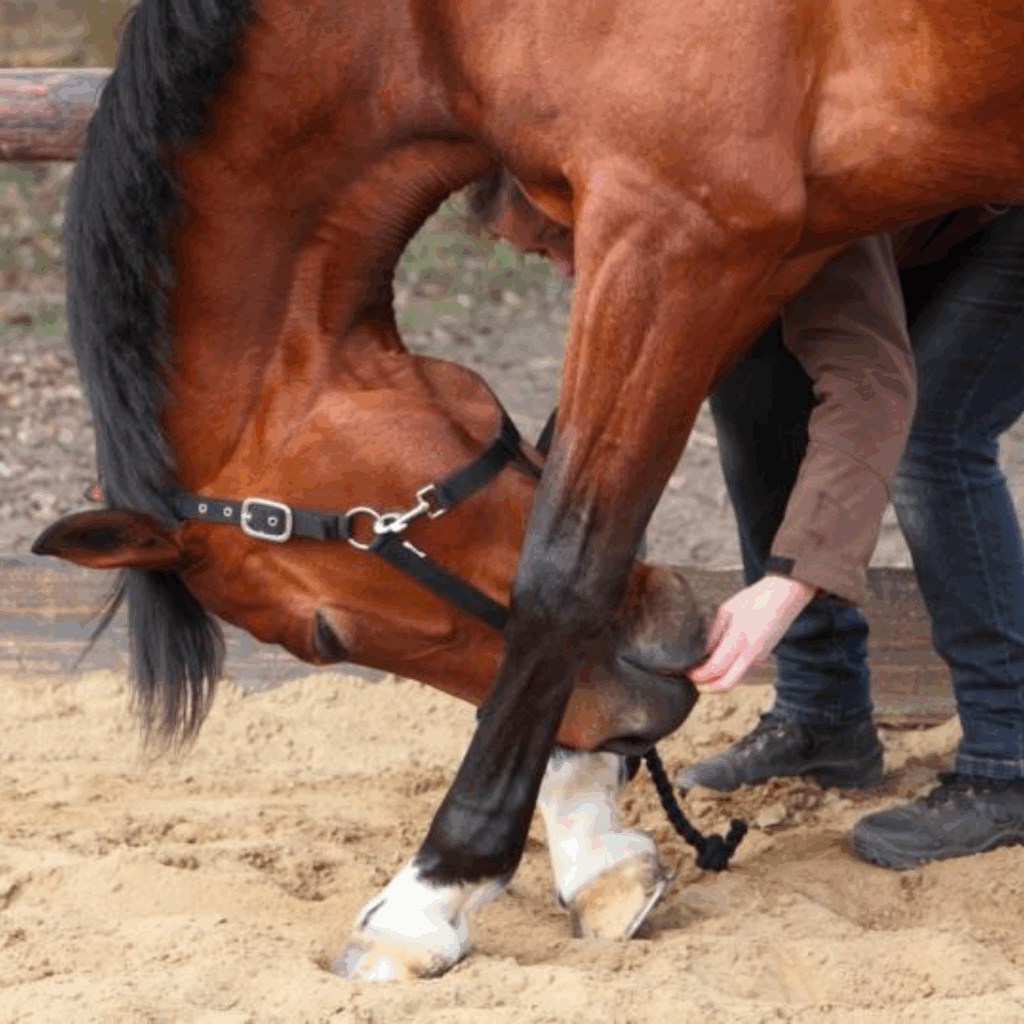 Rekoefening paard