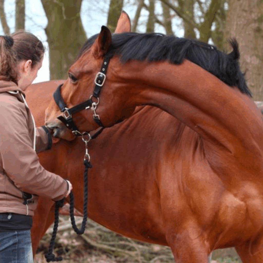 Stretch oefening paard