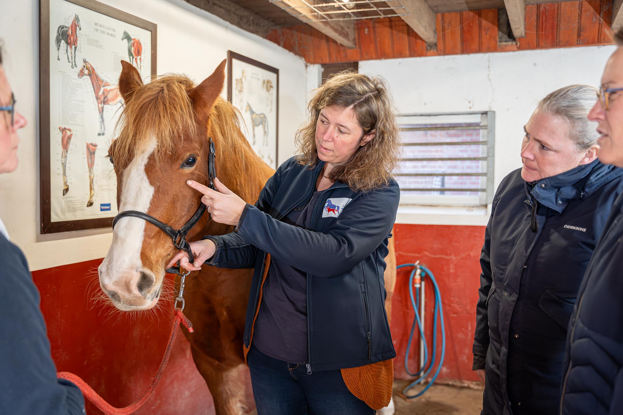 Home eigenaren 31 Academie Paard Hond Natuurgeneeskunde 20